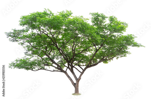 The big and green tree isolated on white background. Beautiful and robust trees are growing in the forest  garden or park.