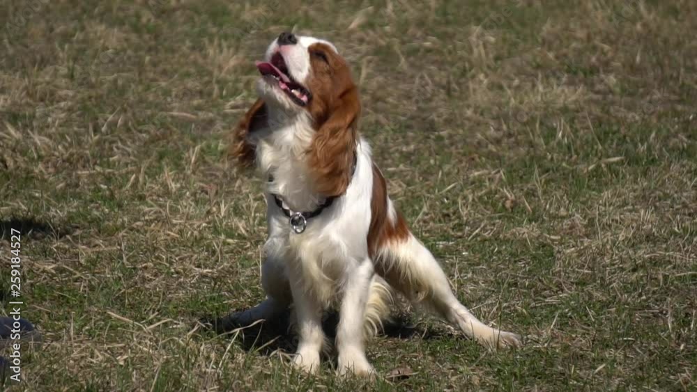 King Charles Spaniel, slow motion King Charles Spaniel, slow motion