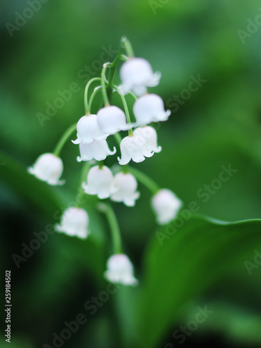 White Lily of the valley on a green background.