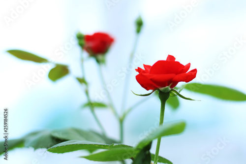 Red rose on a light background.