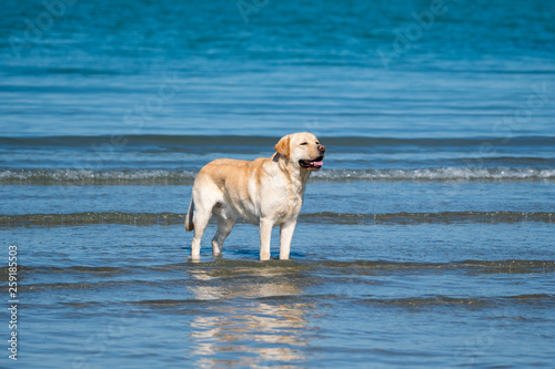 dog on beach