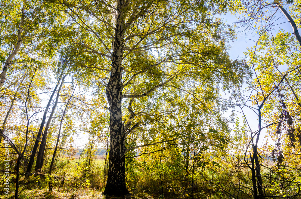 Birch in autumn Birch in autumn