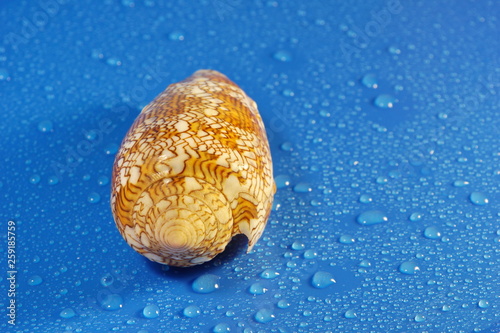 conus textile seashell poisonous clam blue water drop background