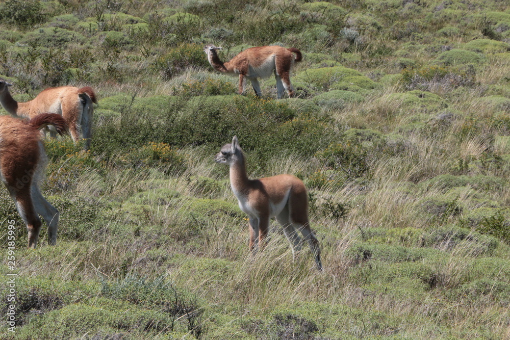 Guanaco Guanaco