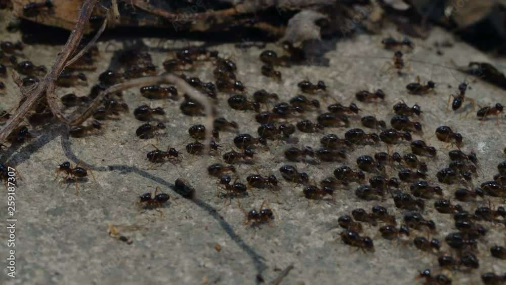 Macro shoot of a group of termites walking on the ground in the jungle.