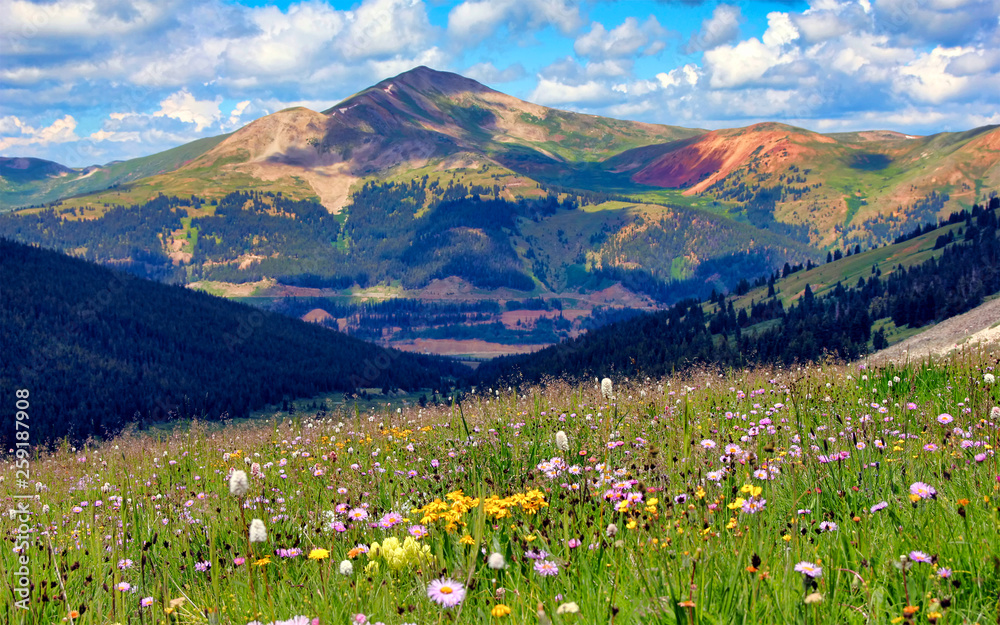 Rocky Mountain wildflowers in Colorado with Jacques Peak in the background