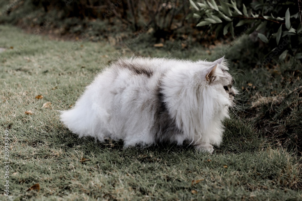 Fototapeta premium cat on grass