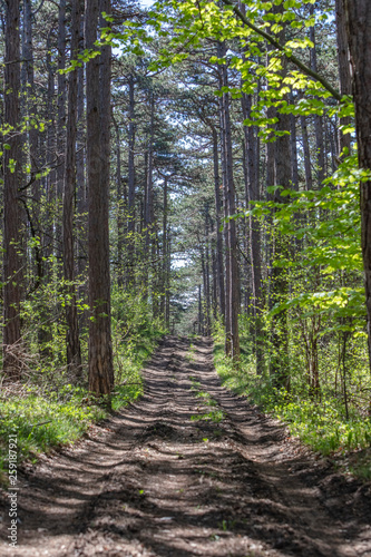 green forest in spring time 