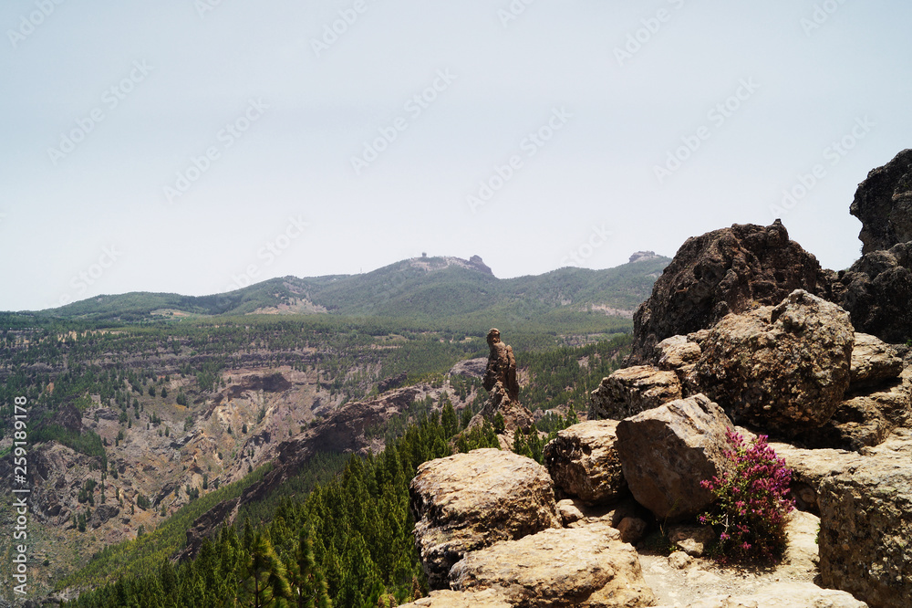 Fototapeta premium Rocks in the mountains with beautiful pink flower