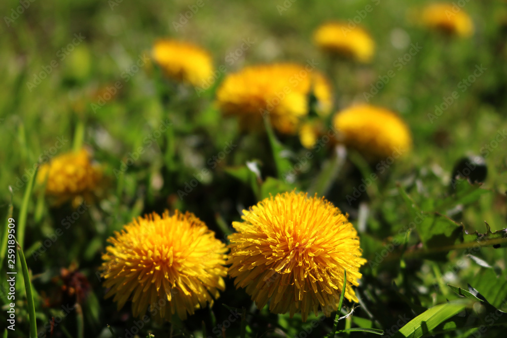 Field with dandelions. Closeup of yellow spring flowers Field with dandelions. Closeup of yellow spring flowers