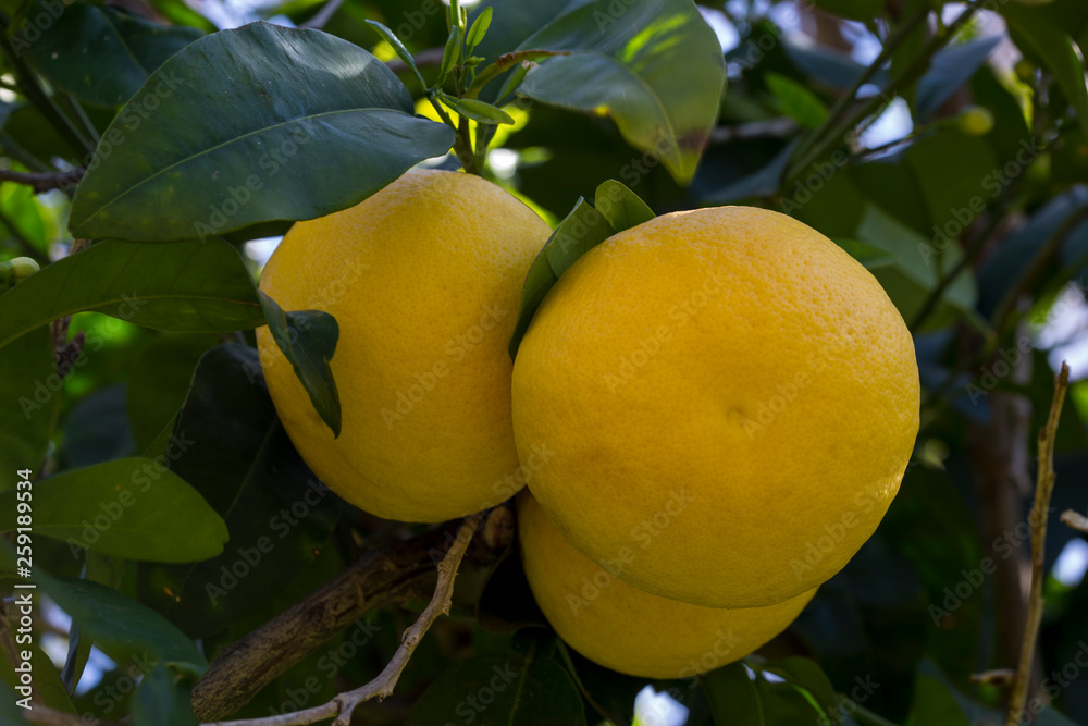Ripening grapefruit fruits on a branch in spring in the gardens of Cyprus