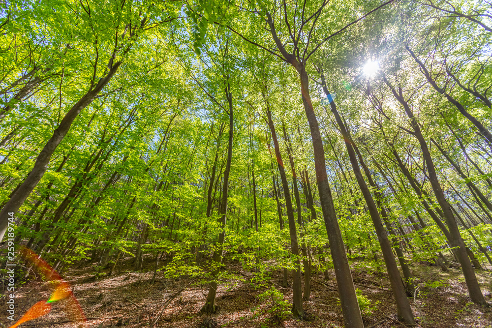 green forest in spring time green forest in spring time