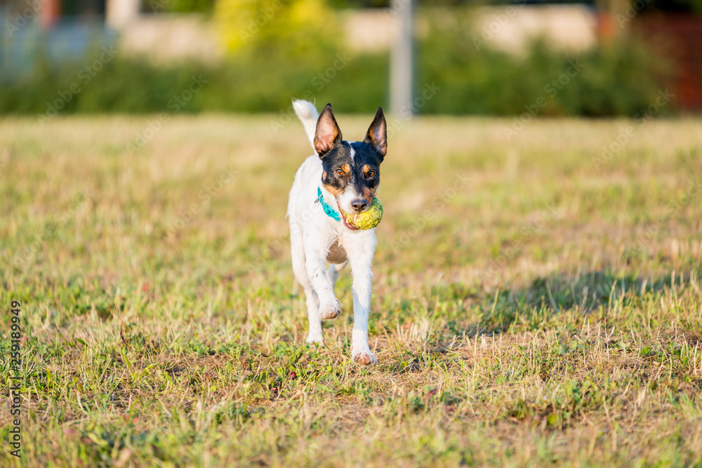 Parson Russell Terrier dog playing with ball, running, jumping, in nature, outdoors, park at sunset