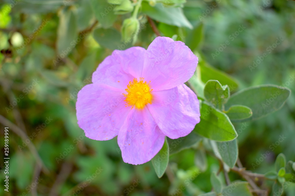 Fototapeta premium Rosa Arkansana Flower