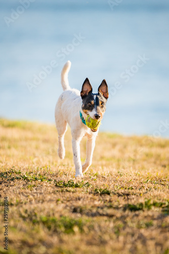 Fototapeta Naklejka Na Ścianę i Meble -  Parson Russell Terrier dog playing with ball, running, jumping, in nature, outdoors, park at sunset near water, lake, river