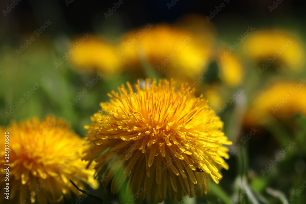 Field with dandelions. Closeup of yellow spring flowers Field with dandelions. Closeup of yellow spring flowers
