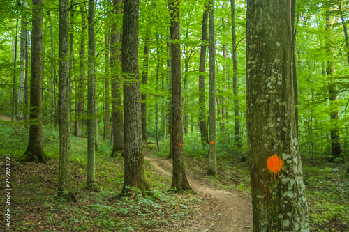 Fototapeta Naklejka Na Ścianę i Meble -  Marked hiking trail in green summer forest with orange dots on trees. Remote and wild woods in the Carpathian Mountains, Romania, Eastern Europe.  