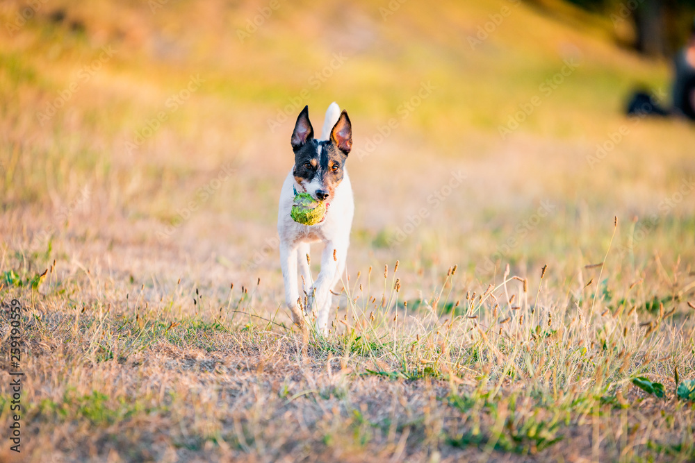 Parson Russell Terrier dog playing with ball, running, jumping, in nature, outdoors, park at sunset Parson Russell Terrier dog playing with ball, running, jumping, in nature, outdoors, park at sunset