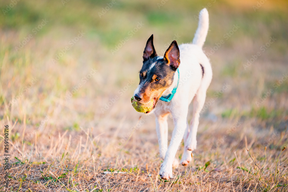 Parson Russell Terrier dog playing with ball, running, jumping, in nature, outdoors, park at sunset