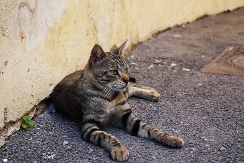 Fototapeta Naklejka Na Ścianę i Meble -  Beautiful Striped Cat in the streets