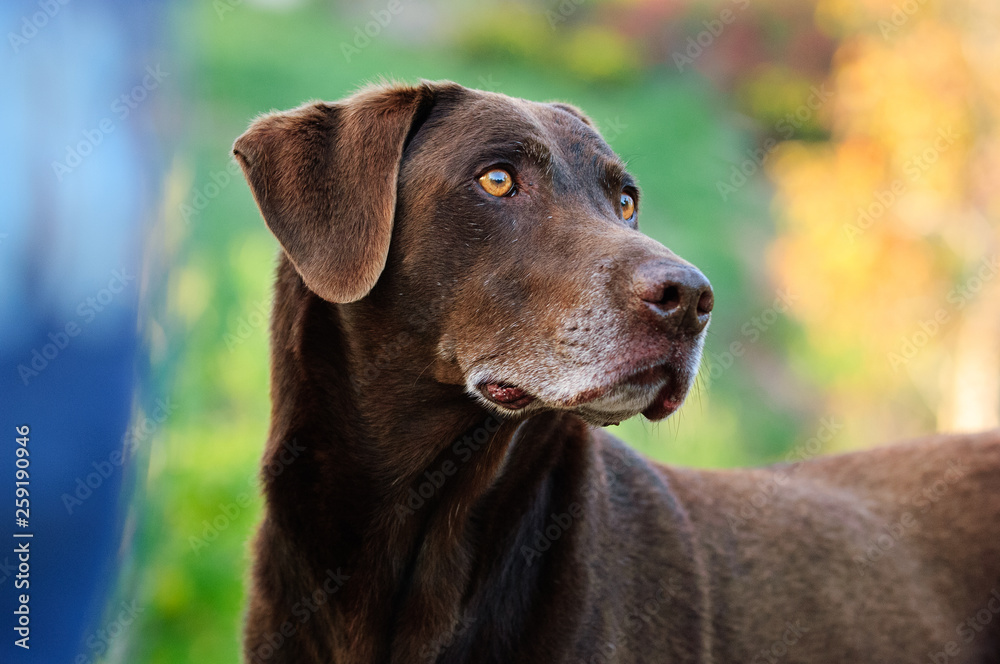 Chocolate Labrador Retriever dog portrait against colorful background