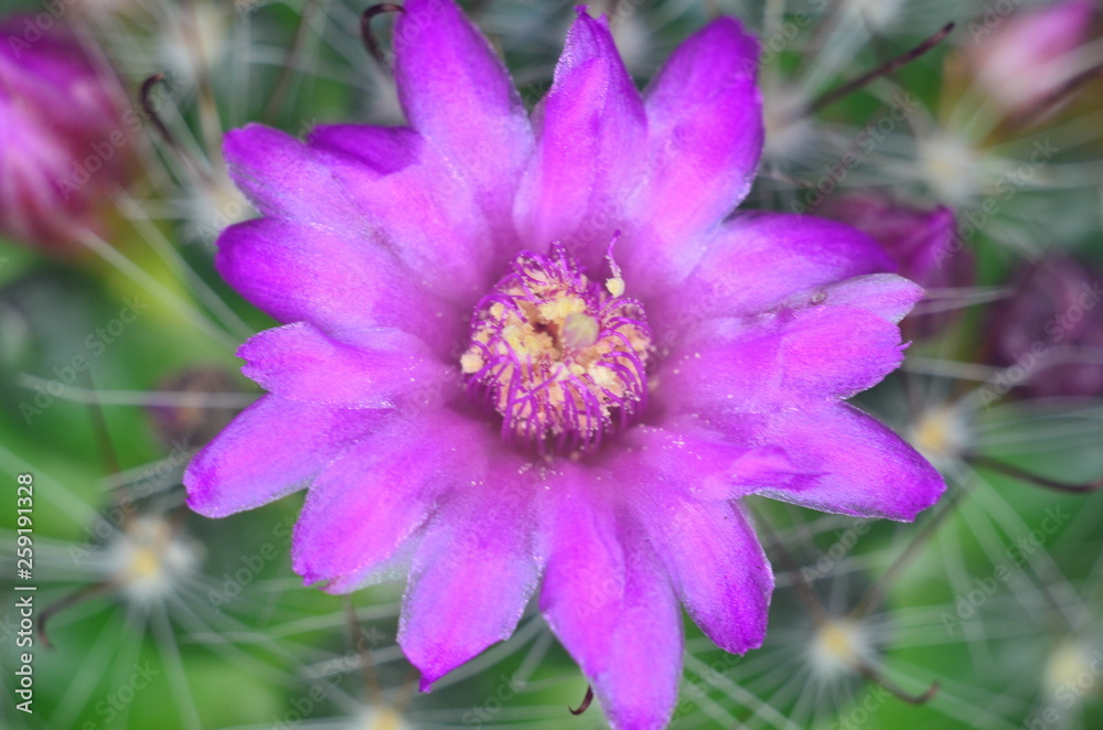 Obraz premium Cactus flower