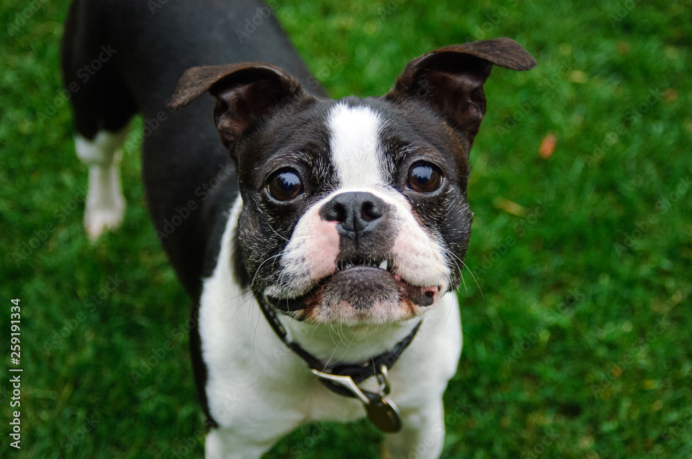 Boston Terrier dog standing in grass looking up