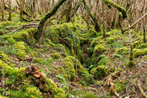 Mystical Woods, Natural green moss in the wild rain forest. Natural Fantasy forest background.