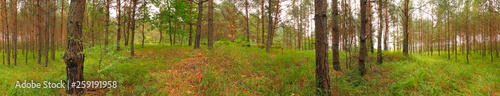 Fototapeta Naklejka Na Ścianę i Meble -  Grassy young pine forest