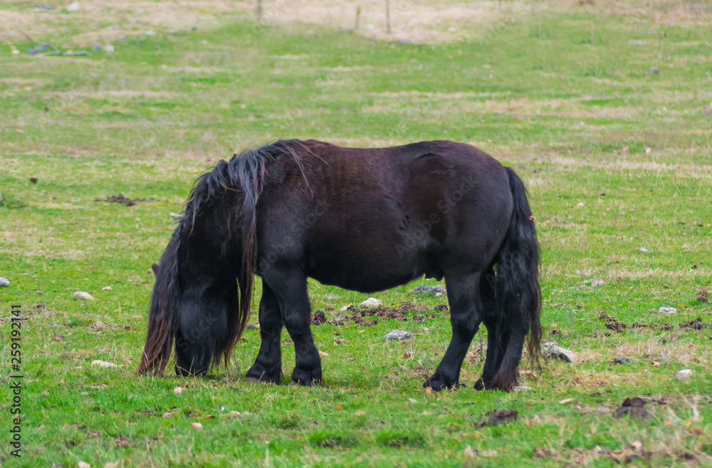 Black male Shetland pony grazing on a green pasture. Held captive in a zoo. Small horse. Black male Shetland pony grazing on a green pasture. Held captive in a zoo. Small horse.