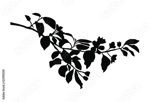 Vector silhouette of the branches of Apple or cherry trees with flowers  black color  isolated on white background