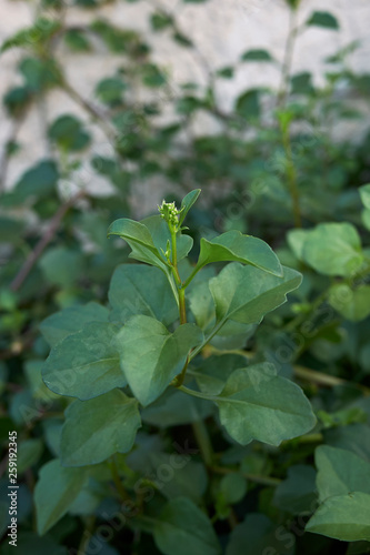 Wallpaper Mural Senecio angulatus Torontodigital.ca