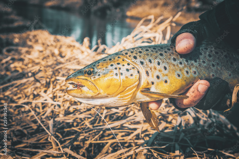 Fishing, brown trout. Fishing, brown trout.