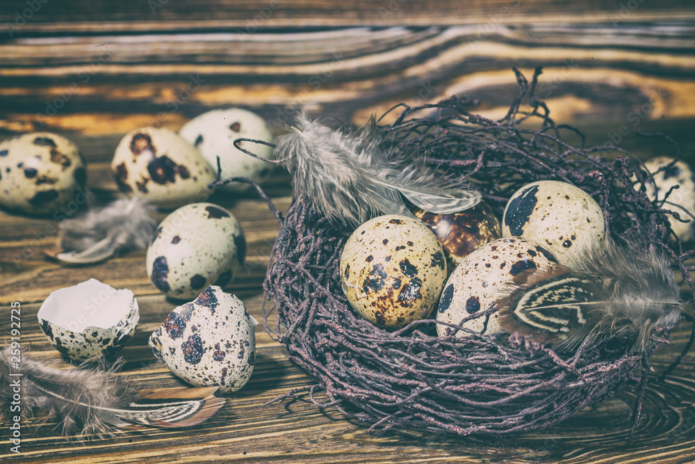 Obraz premium Rustic still life - quail eggs in nest on rough concrete surface, , rustic background. Easter still life, postcard.