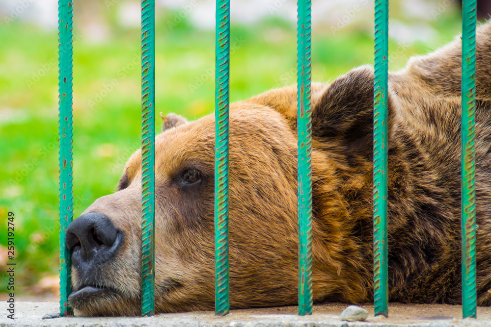 Sad brown bear looking through the bars of a cage in the zoo. Captivity,  animal rights, cruelty, sadness, unhappy, prison, survival. Stock Photo |  Adobe Stock