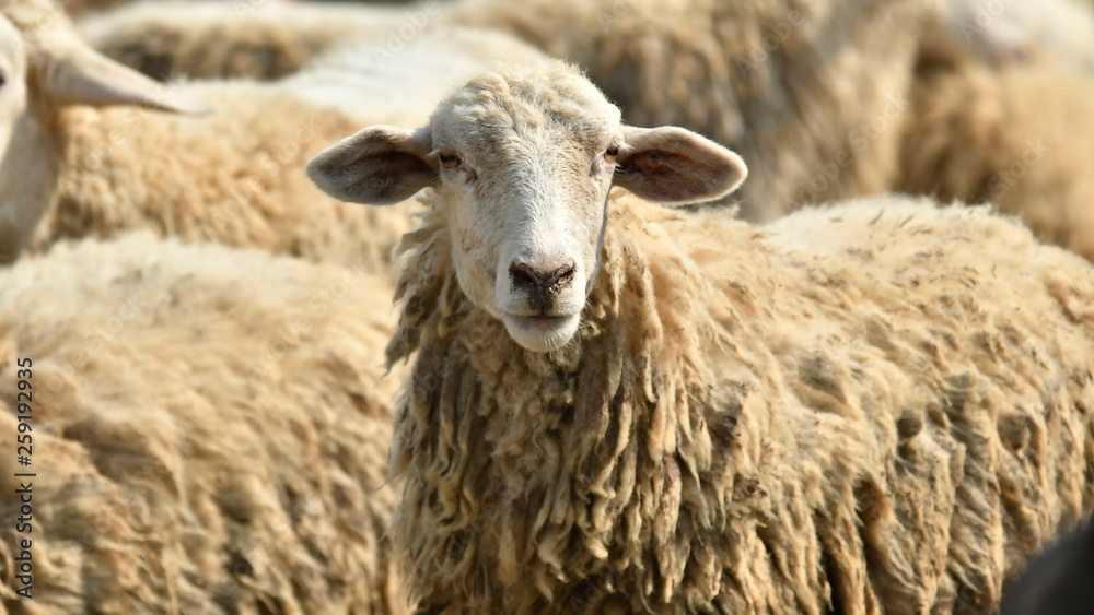 Livestock farm, flock of sheep