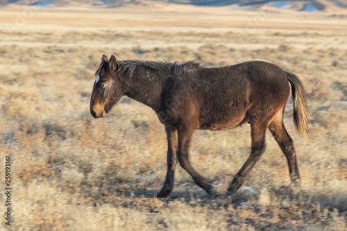 Wild Horse in Winter in Utah © natureguy