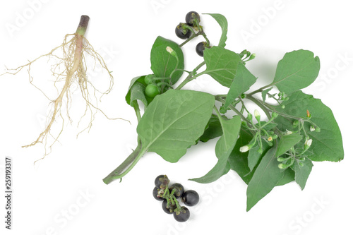 Foto Nightshade isolated on white background, top view