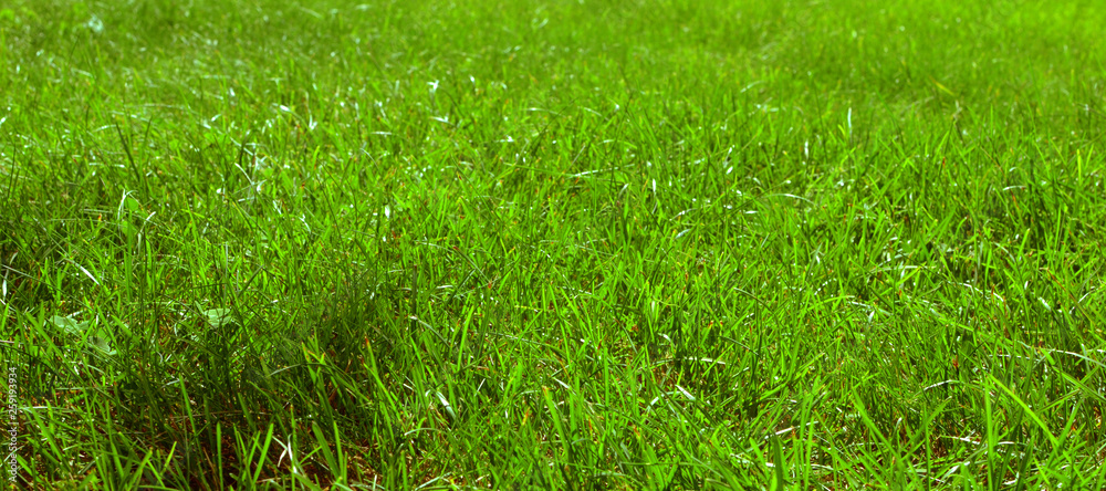 green grass background green grass background