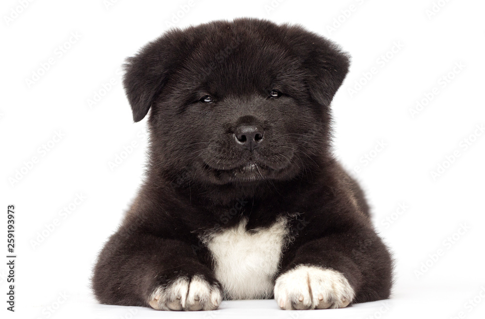 akita puppies on white background akita puppies on white background
