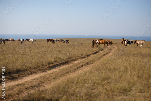 horses in the steppe