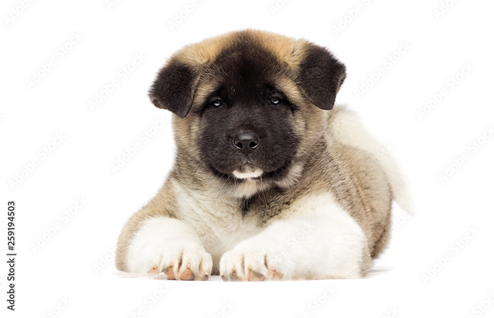 little puppies of american akita breed on white background