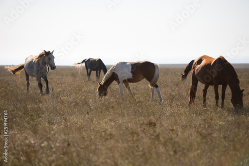 horses in the steppe