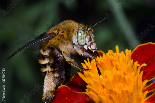 ape che bottina su fiore photo