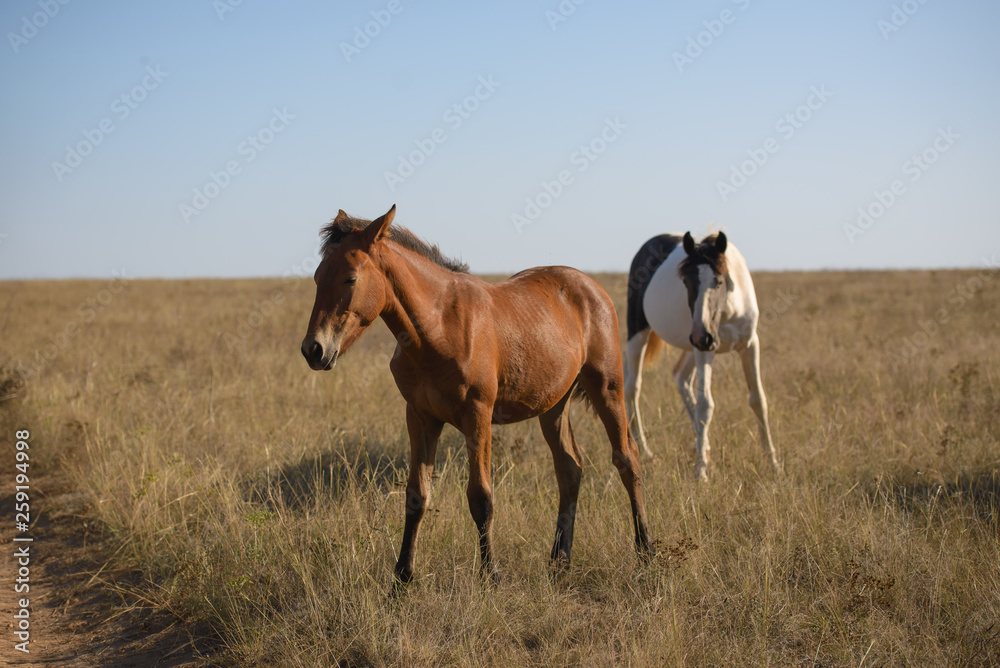 horses in the steppe