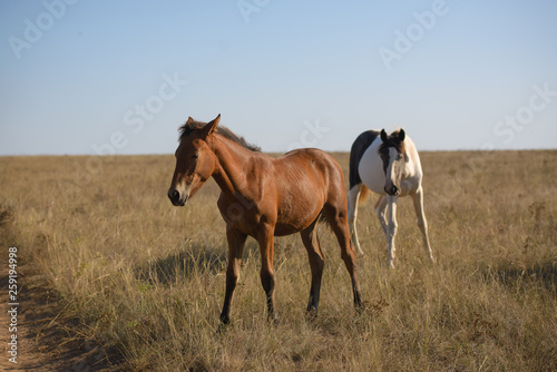 horses in the steppe