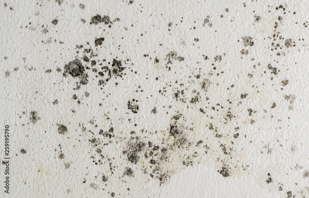 Black spots of toxic mold and fungus bacteria growing on a white wall. Concept of condensation, damp, water infiltration, moisture, dust and respiratory problems. 