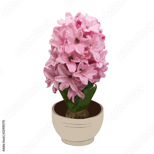 Hyacinth flower in a vase