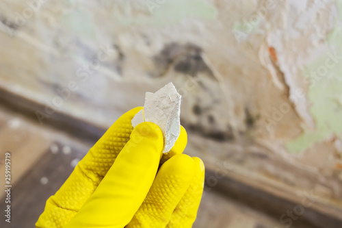 Fotografija Hand with yellow protection glove holding a piece of wall paint with toxic fungus growing on it
