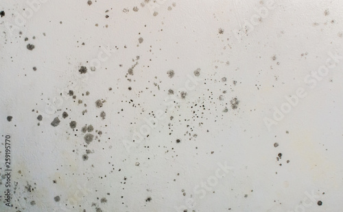 Toxic mold growing and developing on a white wall. Black spots and stains of fungus bacteria. Concept of damp, moisture, condensation and high humidity. 